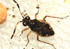 Chartoscirta cocksii