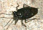 Macrosaldula scotica