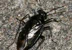 Macrosaldula scotica