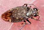 Macrosaldula scotica