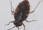 Saldula opacula