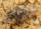 Saldula pallipes