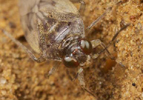 Saldula pallipes