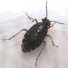 Chartoscirta cincta