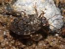 Saldula saltatoria
