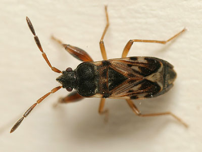 Scolopostethus affinis