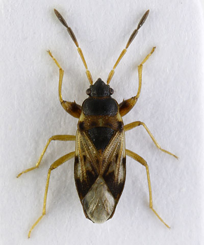 Scolostethus affinis