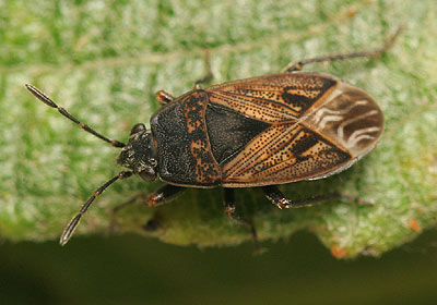 Trapezonotus arenarius