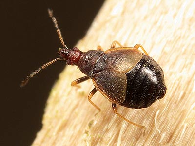 Loricula pselaphiformis