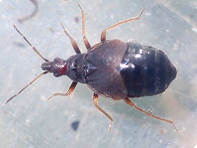 Loricula pselaphiformis