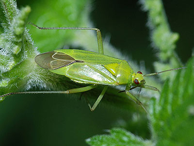 Calocoris alpestris