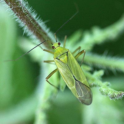 Calocoris alpestris
