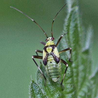 nymph