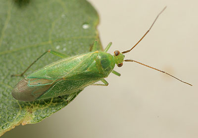 Orthotylus marginalis