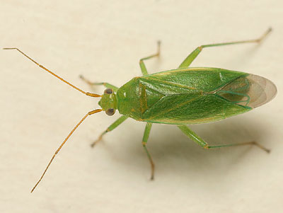 Orthotylus marginalis
