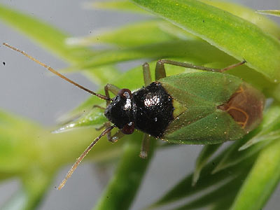 Zygimus nigriceps