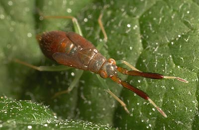 Heterotoma planicornis