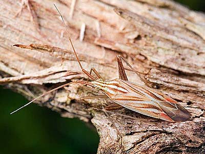 Miridius quadrivirgatus