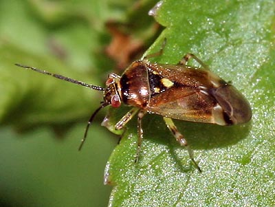 Orthops basalis