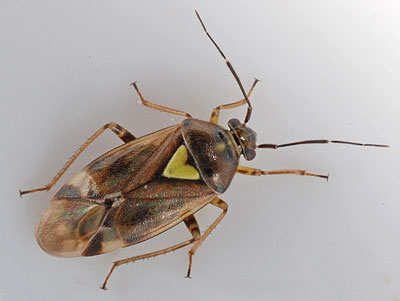 Orthops basalis