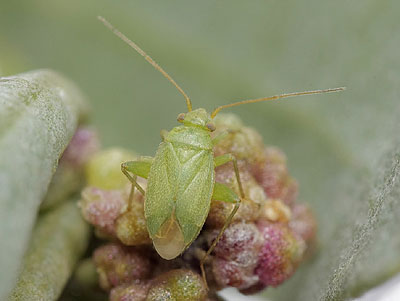 Orthotylus moncreaffi