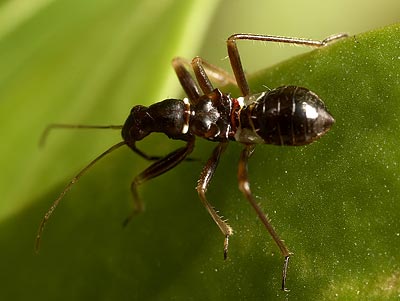 Himacerus mirmicoides nymph
