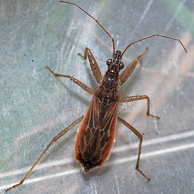 Nabis ericetorum Heath Damsel Bug