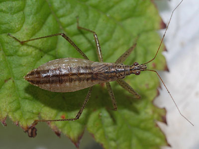 Nabis limbatus Marsh Damsel Bug