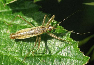 Nabis limbatus Marsh Damsel Bug