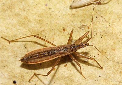 Nabis lineatus Reed Damsel Bug