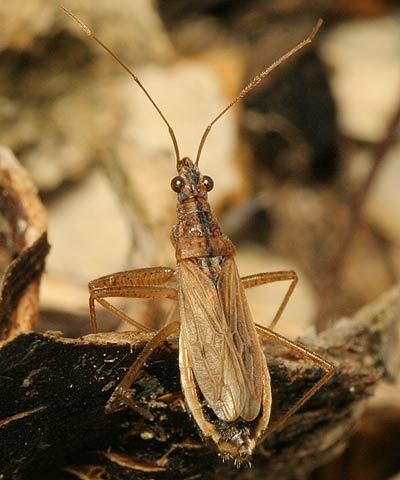 Nabis rugosus Common Damsel Bug