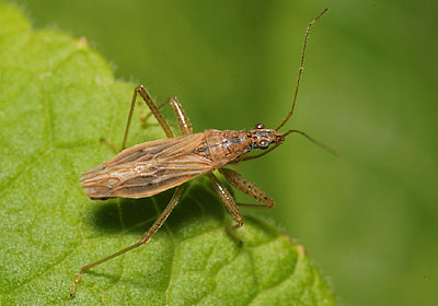 Nabis rugosus Common Damsel Bug