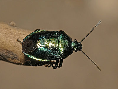 Zicrona caerulea Blue Bug