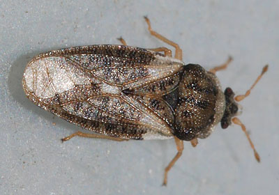 Piesma maculatum