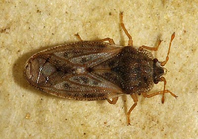 Piesma maculatum