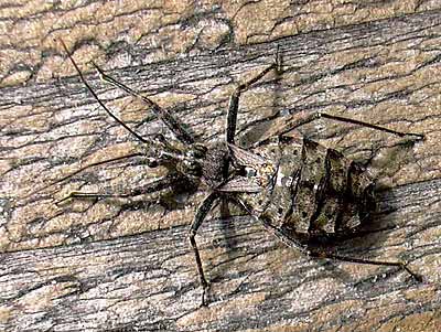 Coranus woodroffei