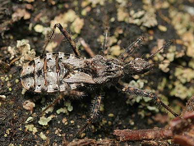 Coranus woodroffei