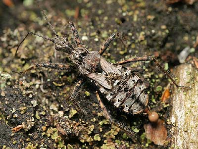 Coranus woodroffei