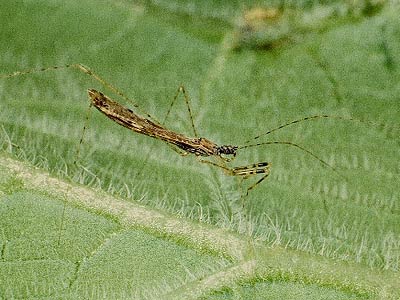 Empicoris vagabundus