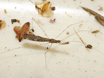 Empicoris vagabundus