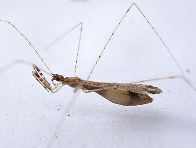 Empicoris vagabundus