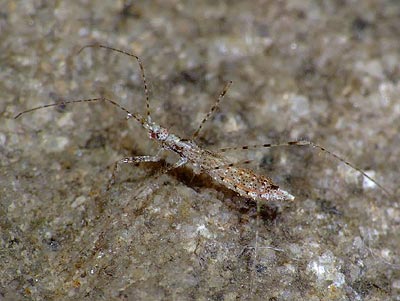 Empicoris vagabundus