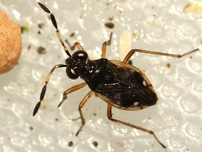 Chartoscirta cocksii