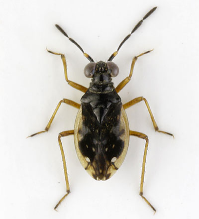 Chartoscirta elegantula