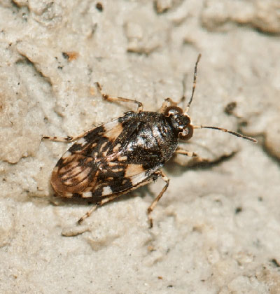 Saldula arenicola