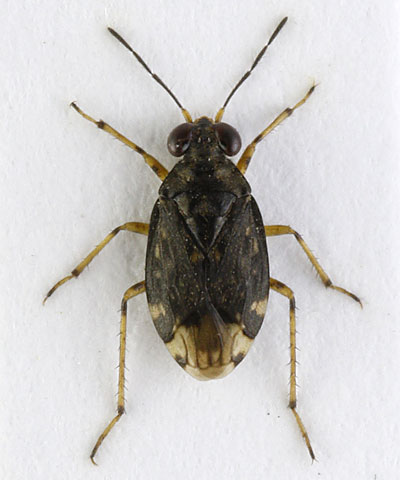 Saldula orthochila