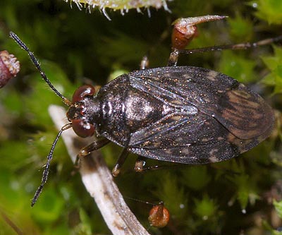 Saldula orthochila