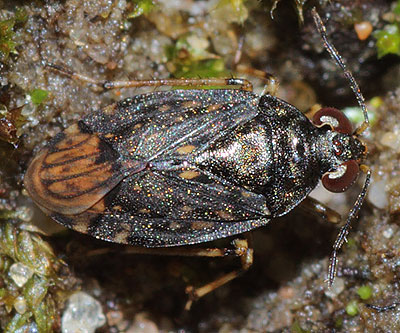 Saldula orthochila