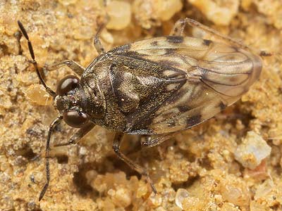 Saldula pallipes