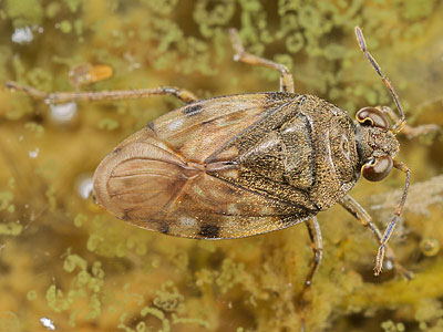 Saldula pallipes nymph